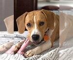 Small #3 Beagle Mix