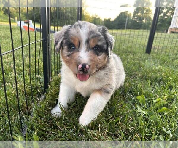 Medium Photo #1 Australian Shepherd Puppy For Sale in JEROMESVILLE, OH, USA