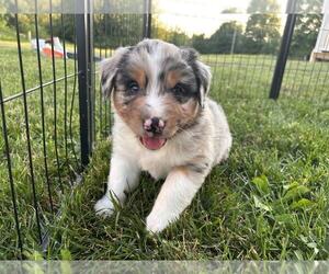 Australian Shepherd Puppy for sale in JEROMESVILLE, OH, USA