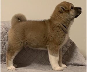 Akita Puppy for Sale in FLORISSANT, Missouri USA
