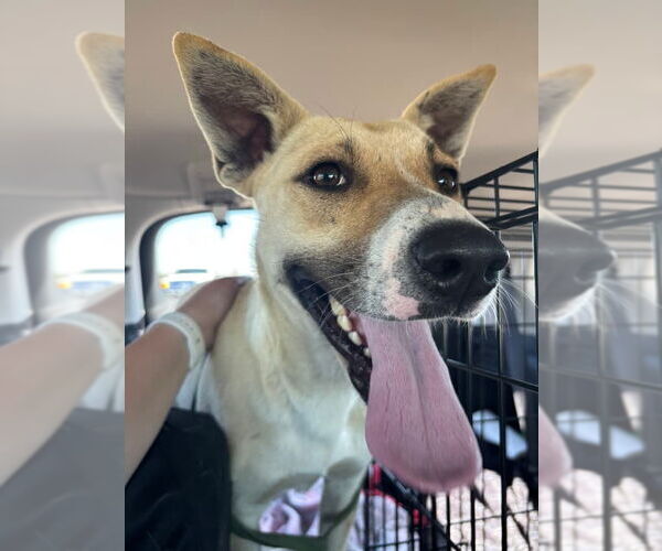 Medium Photo #2 Shepradors Puppy For Sale in DISCOVERY BAY, CA, USA
