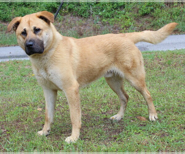 Medium Photo #4 Mutt Puppy For Sale in Prattville, AL, USA