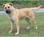 Small #3 Mutt