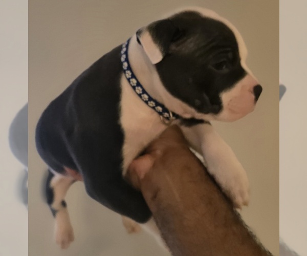Medium Photo #10 American Bully Puppy For Sale in KISSIMMEE, FL, USA