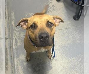 Medium Black Mouth Cur Mix