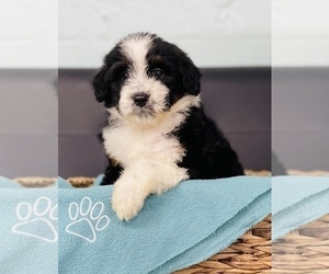 Australian Shepherd-Poodle (Toy) Mix Puppy for sale in CINCINNATI, OH, USA