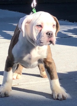 Medium Photo #2 Bulldog Puppy For Sale in CHELSEA, MA, USA