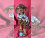 Small #3 Doberman Pinscher