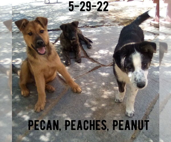 Medium Photo #10 Border Collie-Unknown Mix Puppy For Sale in Apple Valley, CA, USA