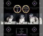 Small Photo #73 Maltipoo Puppy For Sale in WARSAW, IN, USA