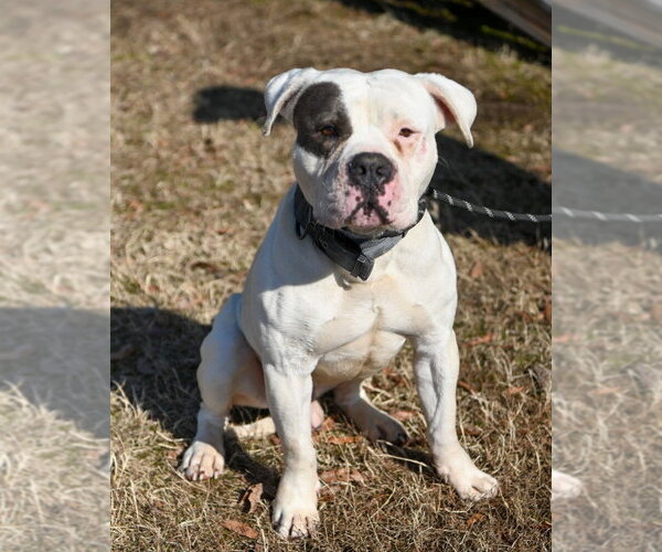 Medium Photo #1 Mutt Puppy For Sale in Glen Allen, VA, USA