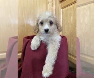 Cavapoo Puppy for sale in DRESSER, WI, USA