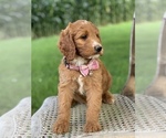 Small Photo #7 Irish Doodle Puppy For Sale in WOOSTER, OH, USA