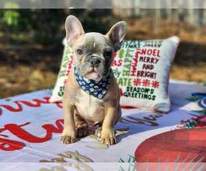 French Bulldog Puppy for sale in ATTLEBORO, MA, USA