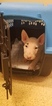 Small Photo #1 Bull Terrier Puppy For Sale in JACKSON, MI, USA