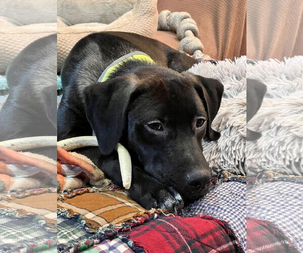 Medium Photo #1 Mutt Puppy For Sale in Parker Ford, PA, USA