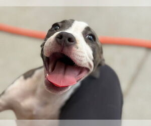 American Pit Bull Terrier-Unknown Mix Dogs for adoption in Tulsa, OK, USA