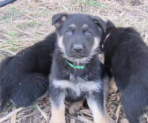 German Shepherd Dog Puppy for sale in COLUMBUS, NE, USA
