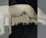 Litter of 6 - Male(s) and Female(s) German Shepherd DogLitter of Puppies for Sale - Photo #15