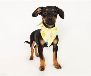 Chiweenie Dogs for adoption in phoenix, AZ, USA