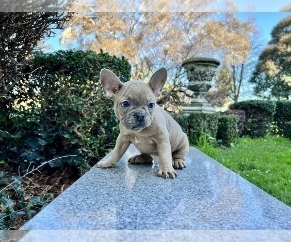 Medium Photo #116 French Bulldog Puppy For Sale in HAYWARD, CA, USA