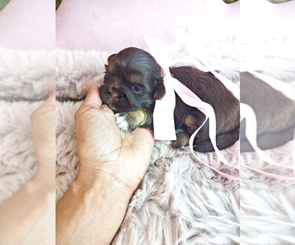 Medium Photo #1 Shih Tzu Puppy For Sale in OCALA, FL, USA