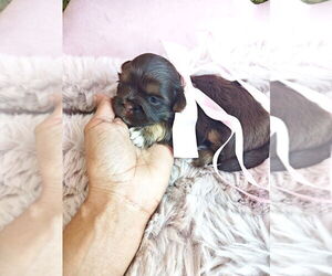 Shih Tzu Puppy for sale in OCALA, FL, USA