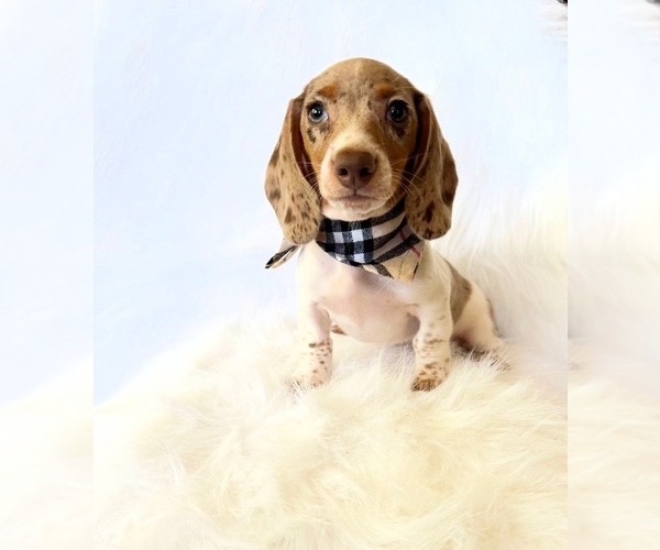 Medium Photo #2 Dachshund Puppy For Sale in DAVIS, CA, USA