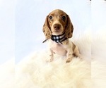 Small #1 Dachshund