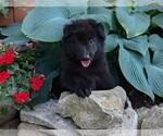 Small #2 Belgian Sheepdog