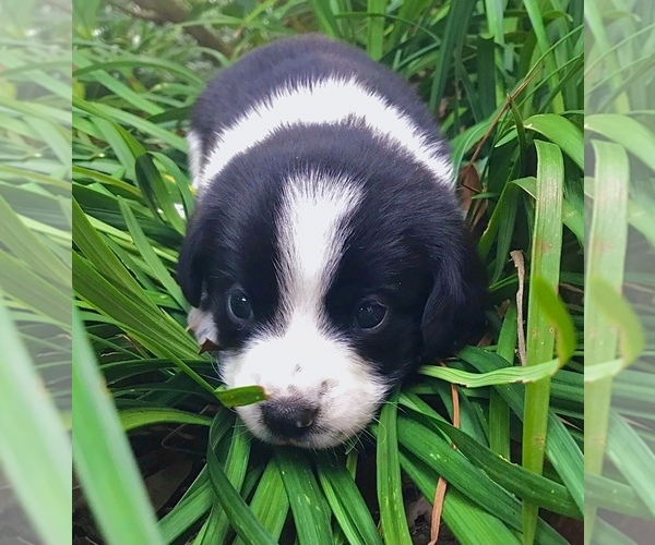 Medium Photo #7 Beagle-Papillon Mix Puppy For Sale in SARASOTA, FL, USA