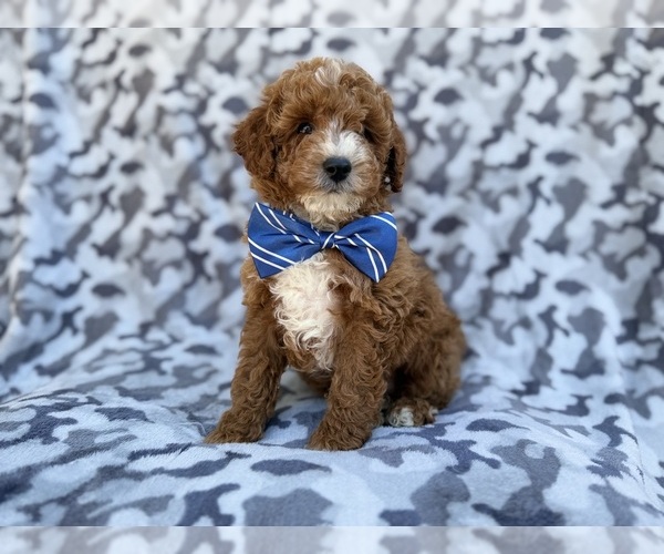 Medium Photo #5 Cavapoo (Miniature) Puppy For Sale in LAKELAND, FL, USA