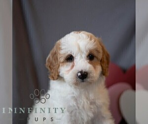 Goldendoodle (Miniature) Puppy for sale in DORNSIFE, PA, USA