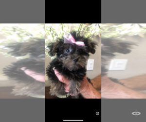 Poodle (Toy)-Yorkshire Terrier Mix Puppy for sale in SARASOTA, FL, USA