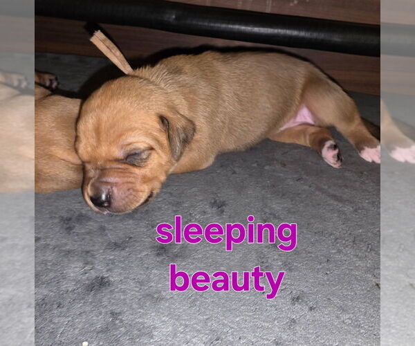Medium Photo #10 Rhodesian Ridgeback Puppy For Sale in YOUNGWOOD, PA, USA
