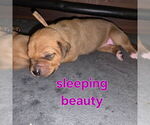 Puppy Sleeping Beauty Rhodesian Ridgeback