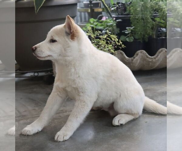 Medium Photo #3 Shiba Inu Puppy For Sale in CHARLES CITY, IA, USA