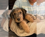 Small Photo #6 Airedale Terrier Puppy For Sale in HAMPTON, GA, USA