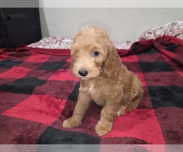 Medium Photo #8 Goldendoodle Puppy For Sale in DUBLIN, TX, USA