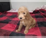 Small #7 Goldendoodle