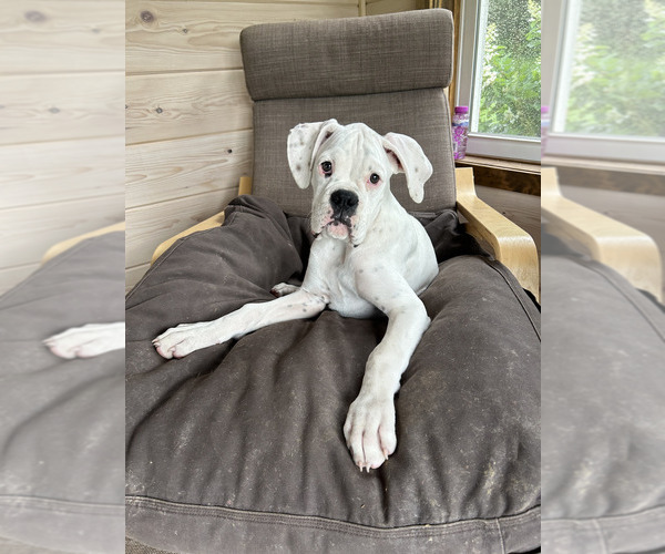 Medium Photo #6 Boxer Puppy For Sale in STRUM, WI, USA
