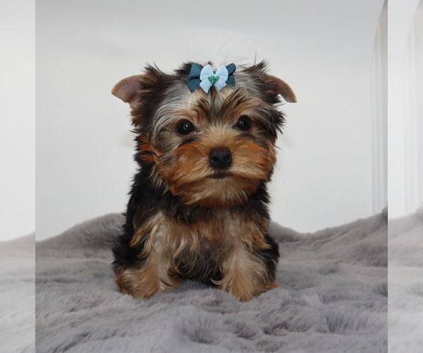 Medium Photo #4 Yorkshire Terrier Puppy For Sale in LOS ANGELES, CA, USA