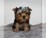 Small #3 Yorkshire Terrier