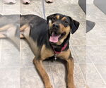Small #1 Labrador Retriever Mix