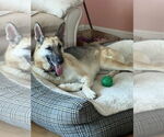 Small #2 German Shepherd Dog
