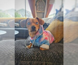 *HARPY CRYPTID -- BLIND - Male Chiweenie Dog for Adoption - Photo #2