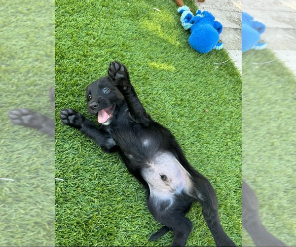 Medium Photo #3 Doodle-Goldendoodle Mix Puppy For Sale in WESTON, FL, USA