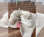 Small #6 Golden Retriever