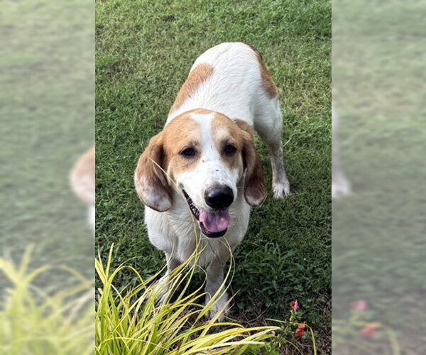 Medium Photo #8 Basset Hound-Great Pyrenees Mix Puppy For Sale in Deepwater, NJ, USA