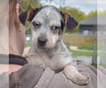 Small #5 Pug Mix